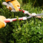 Maintaining Your Yard  This Year