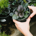 Guide to Create a Small  Garden for Your Home