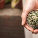 Choosing Plants  for Water Conservation