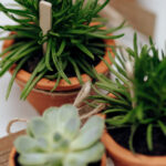 Flowers in Containers