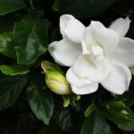 Seasonal Plants