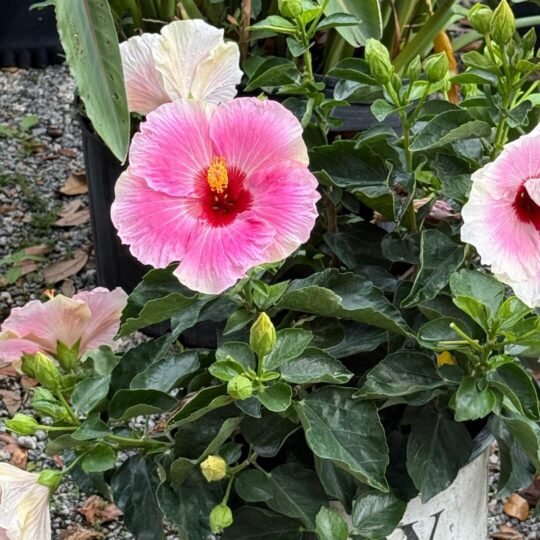 Hibiscus