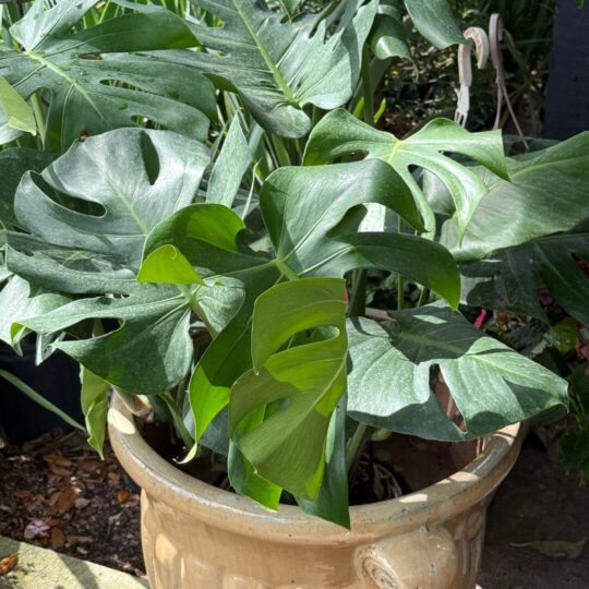 Monstera Philodendron