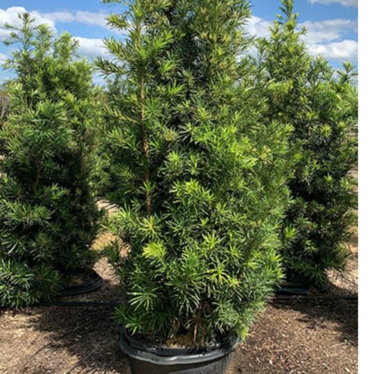 Podocarpus