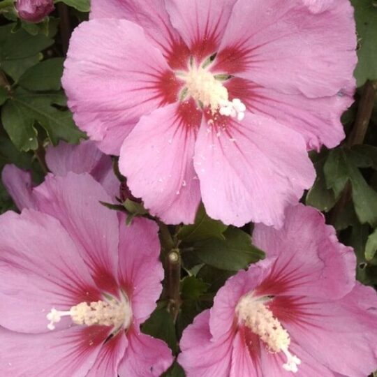Hibiscus