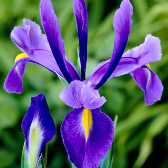 Iris Regina - purple (Aposale) 3 Gal