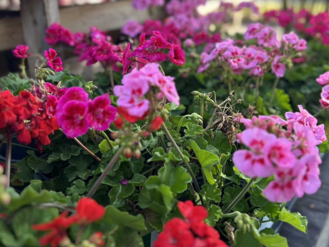 Geranium (dark red)