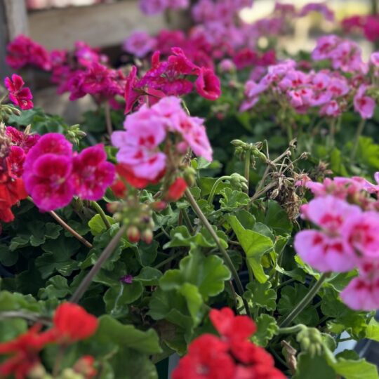 Geranium (dark red)