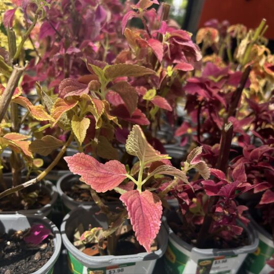 Coleus- Big (Green/pink)