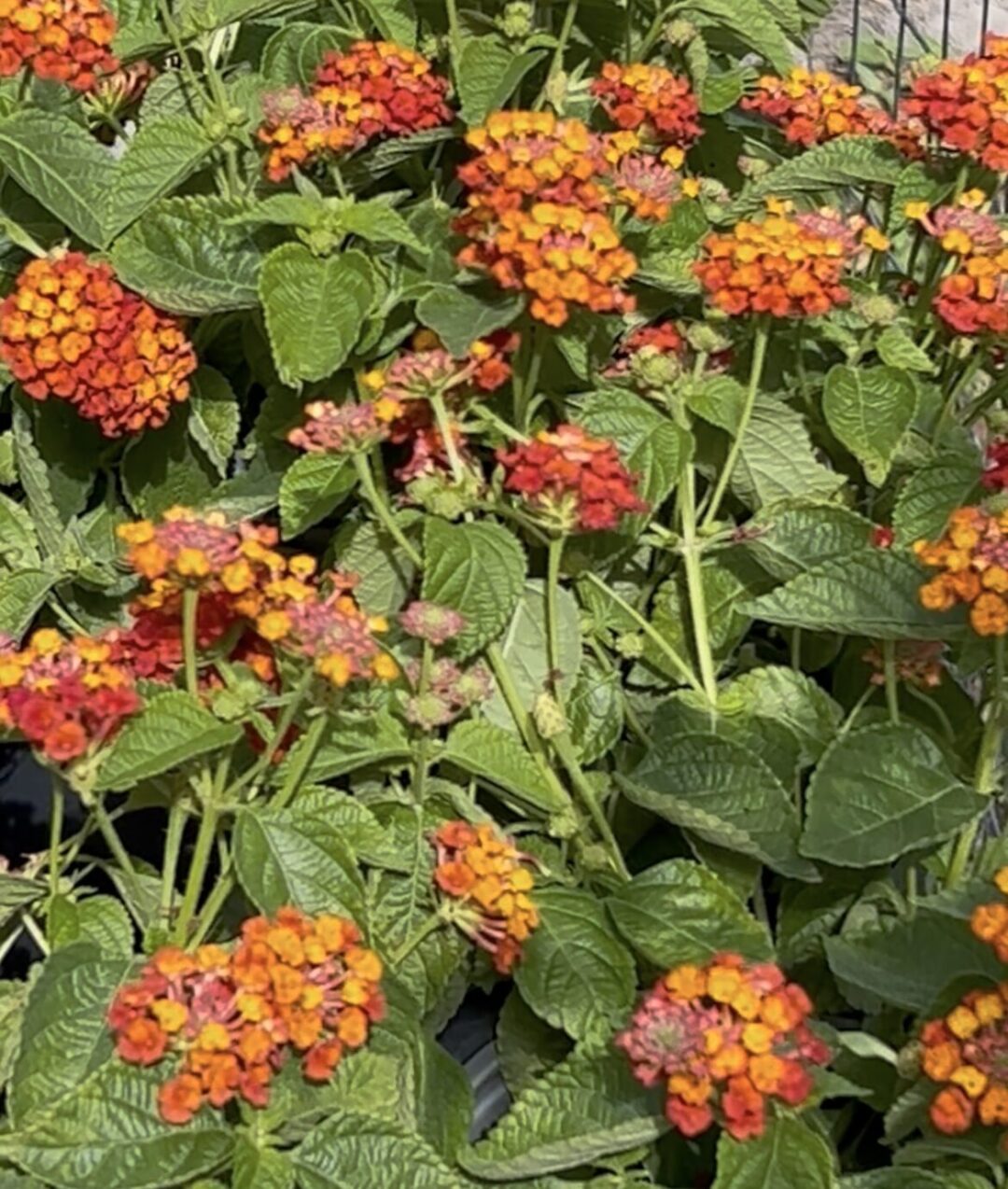 Ixora