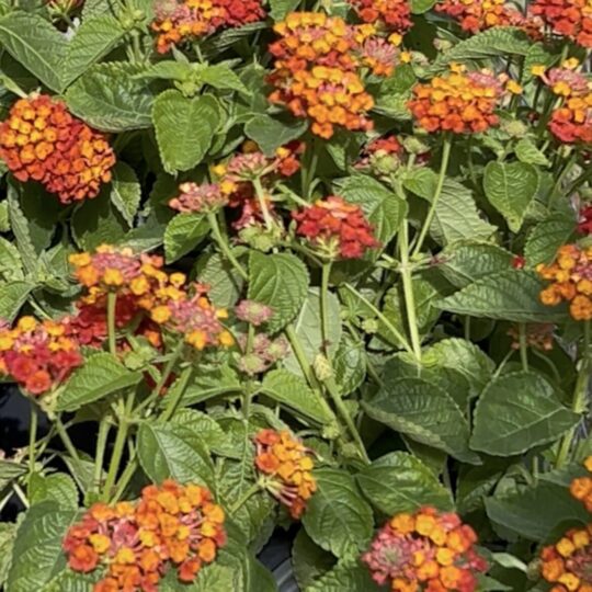 Ixora