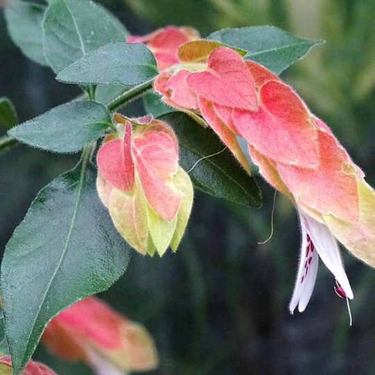Shrimp Plant
