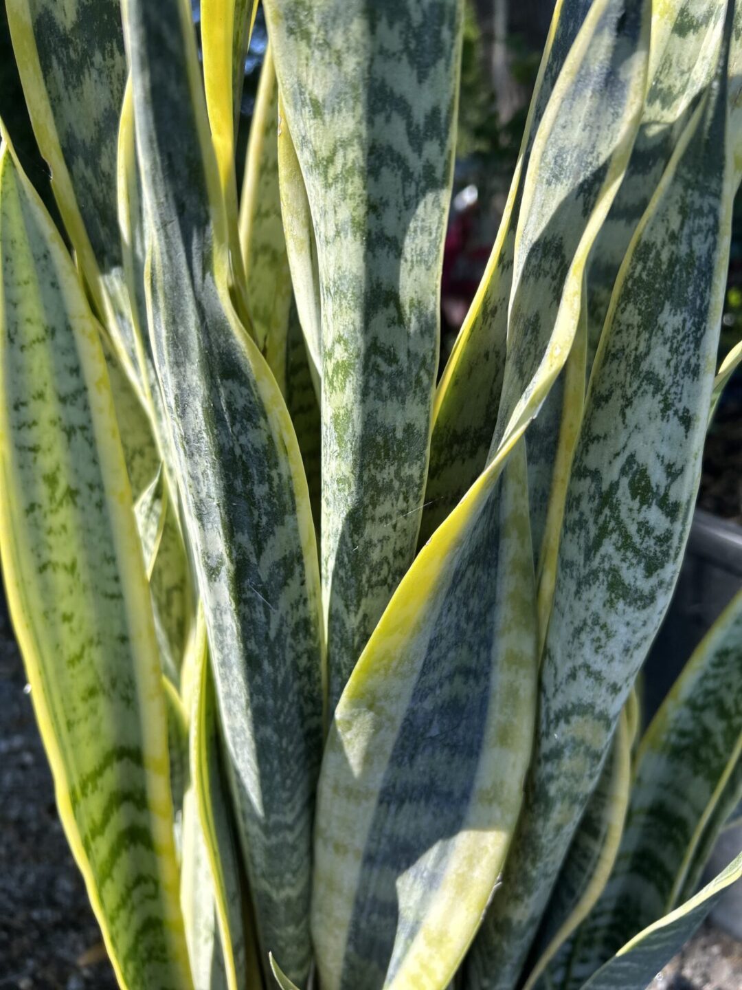 Snake Plant (1 Gal)