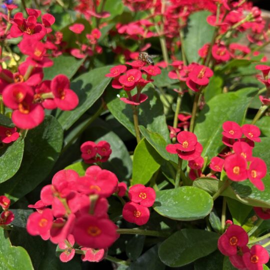 Begonia