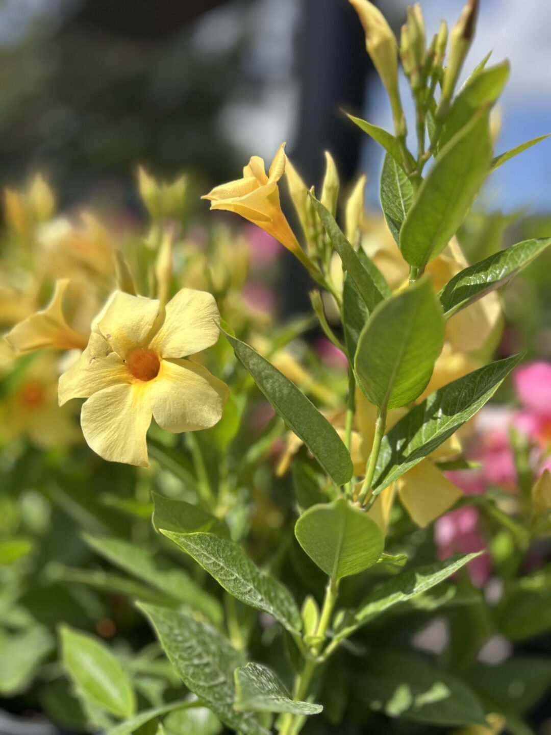 Allamanda 1 gal