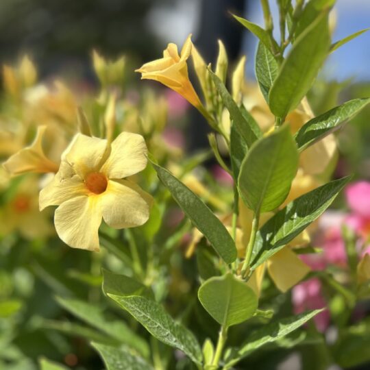 Allamanda 1 gal