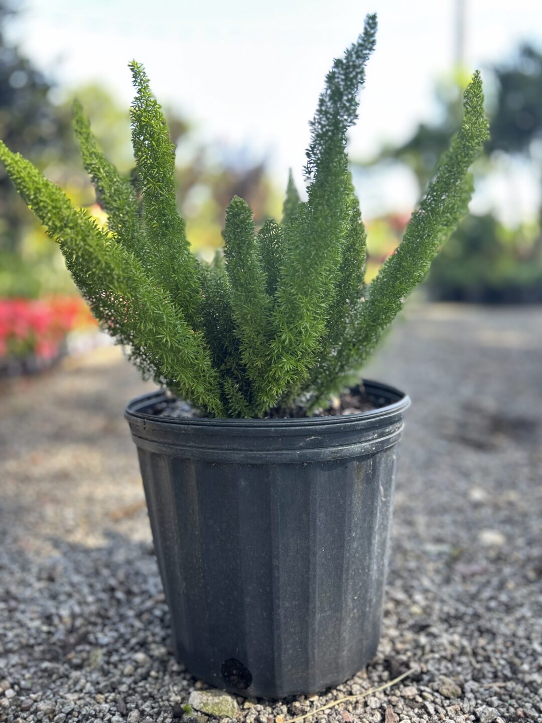 Foxtail Fern