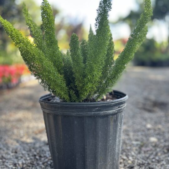 Foxtail Fern