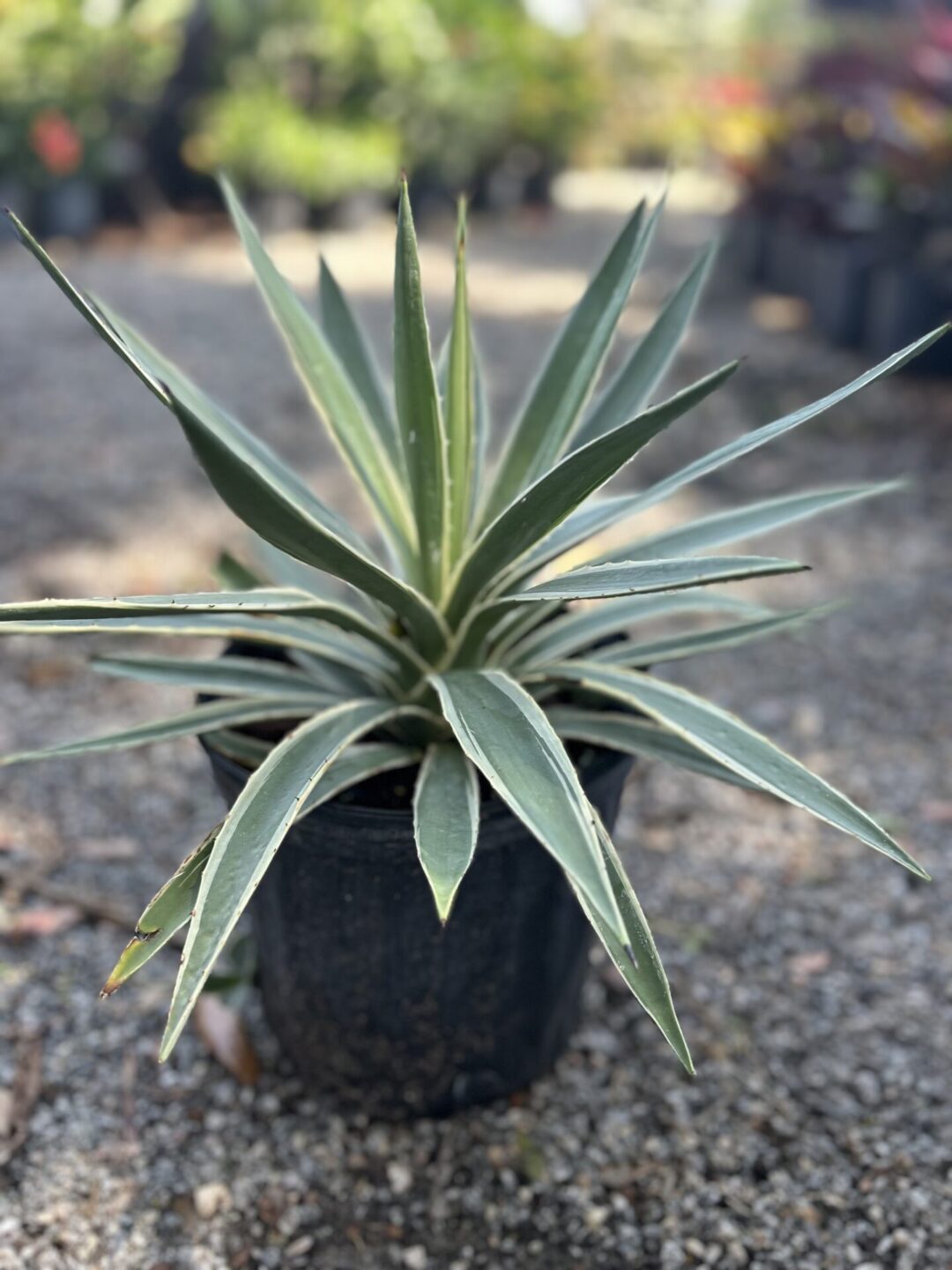 Agave 7 gal