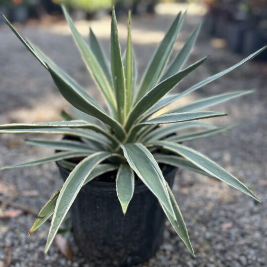 Agave 7 gal