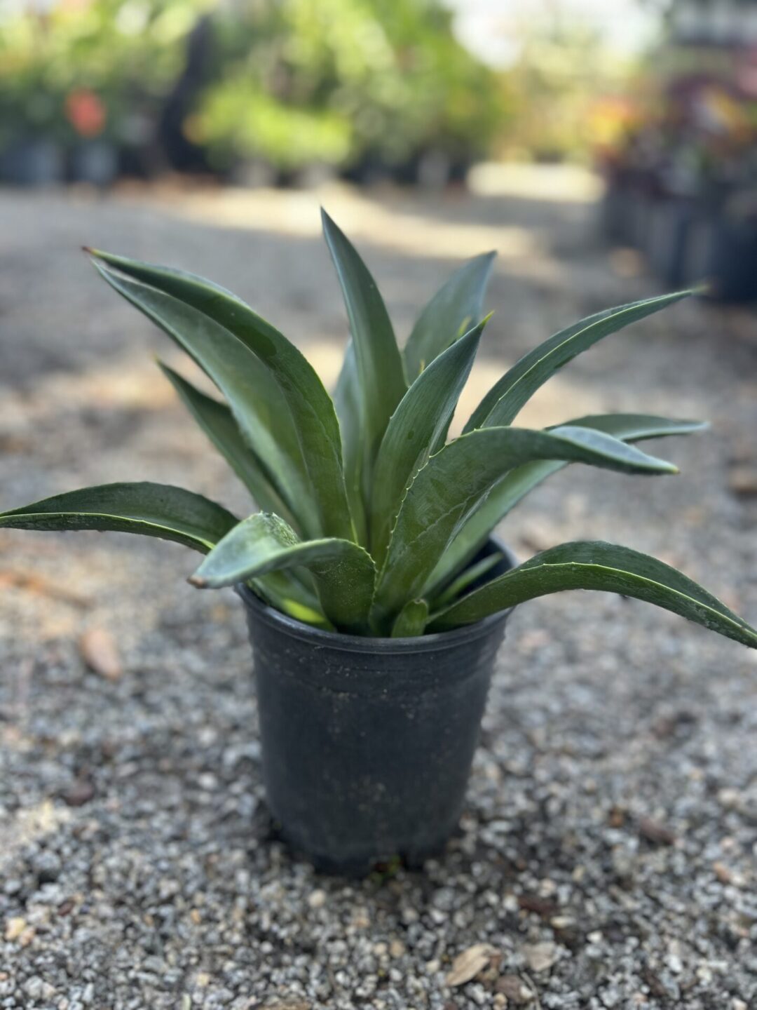 Agave (1 Gal)