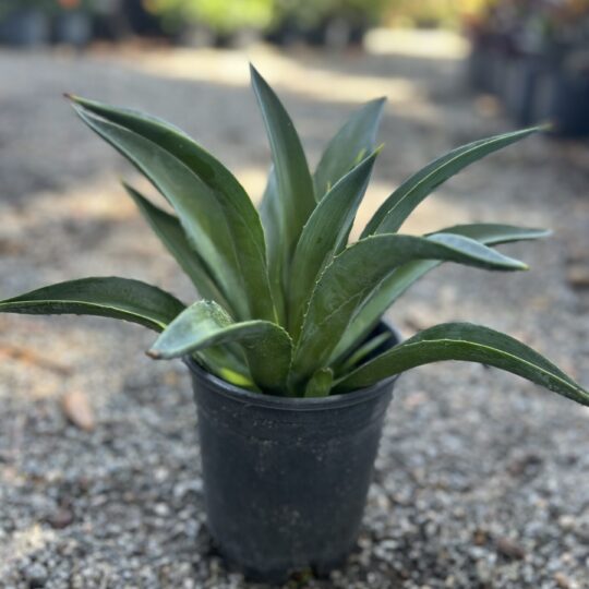 Agave (1 Gal)