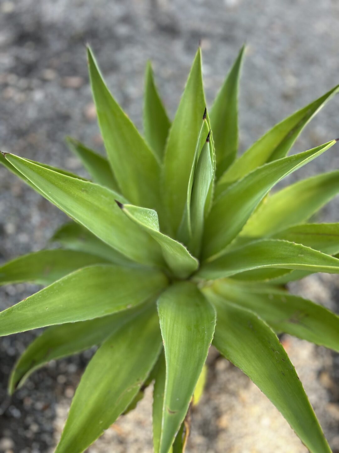 Agave 15 gal