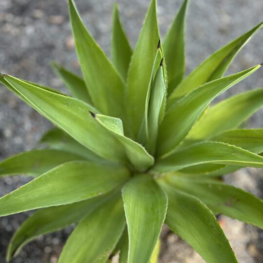 Agave 15 gal