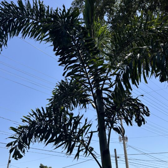 Foxtail Palm