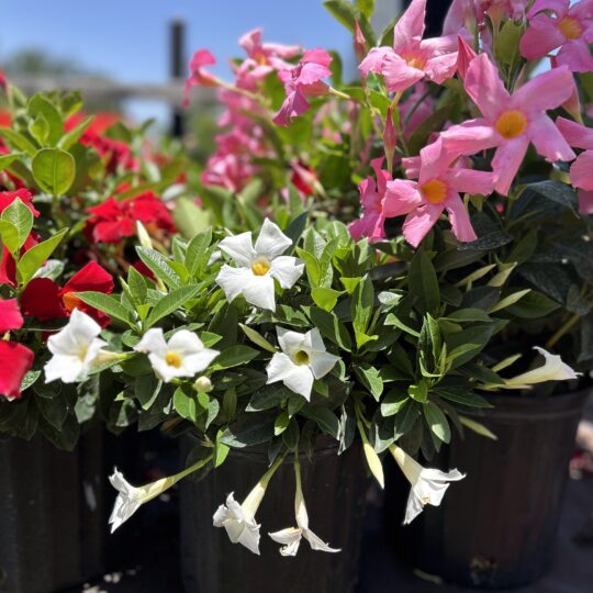 Dipladenia Pink