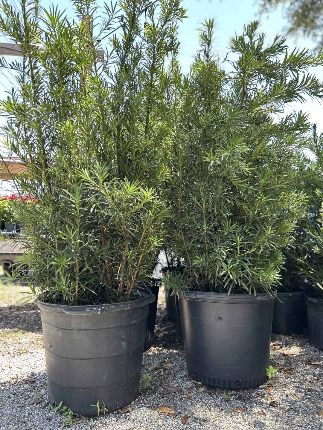 Podocarpus 15 gal