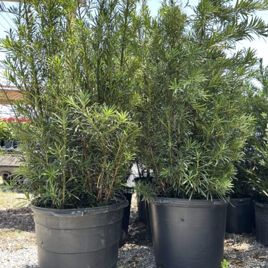 Podocarpus 15 gal