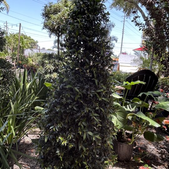 Japenese Blueberry Tree