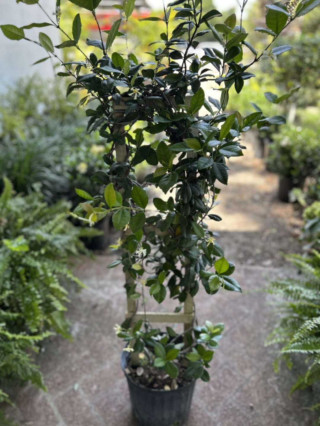 Confederate Jasmine 3 gal