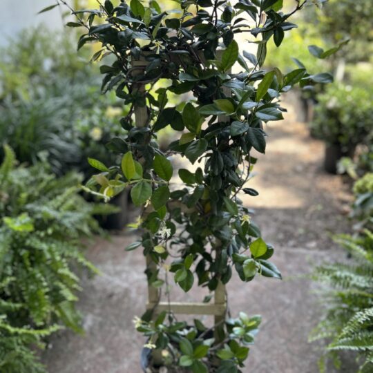 Confederate Jasmine 3 gal