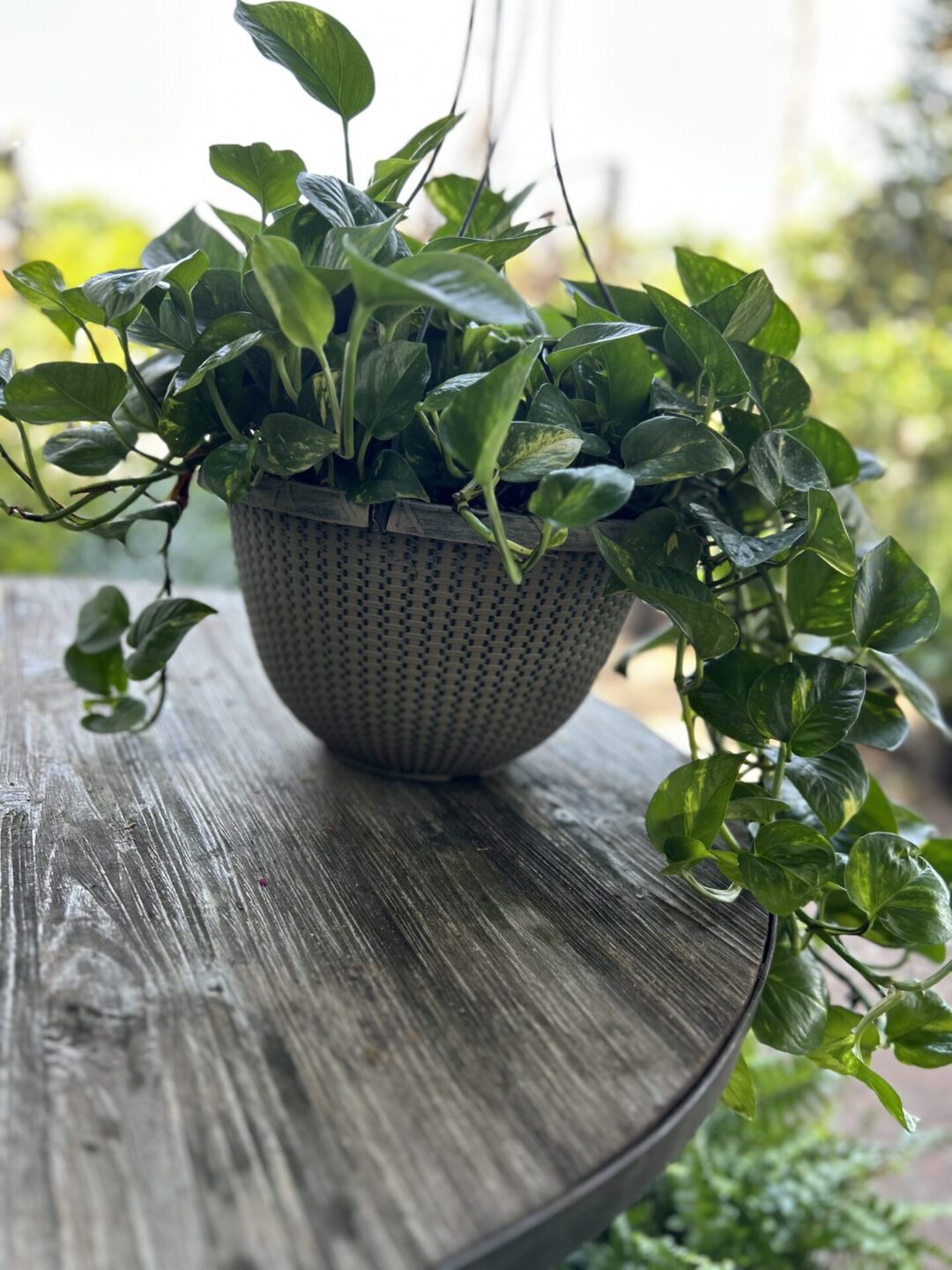Golden Pothos hanging basket