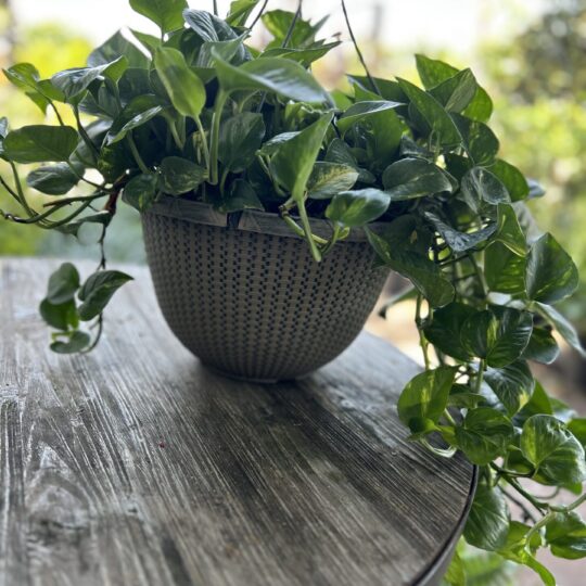 Golden Pothos hanging basket