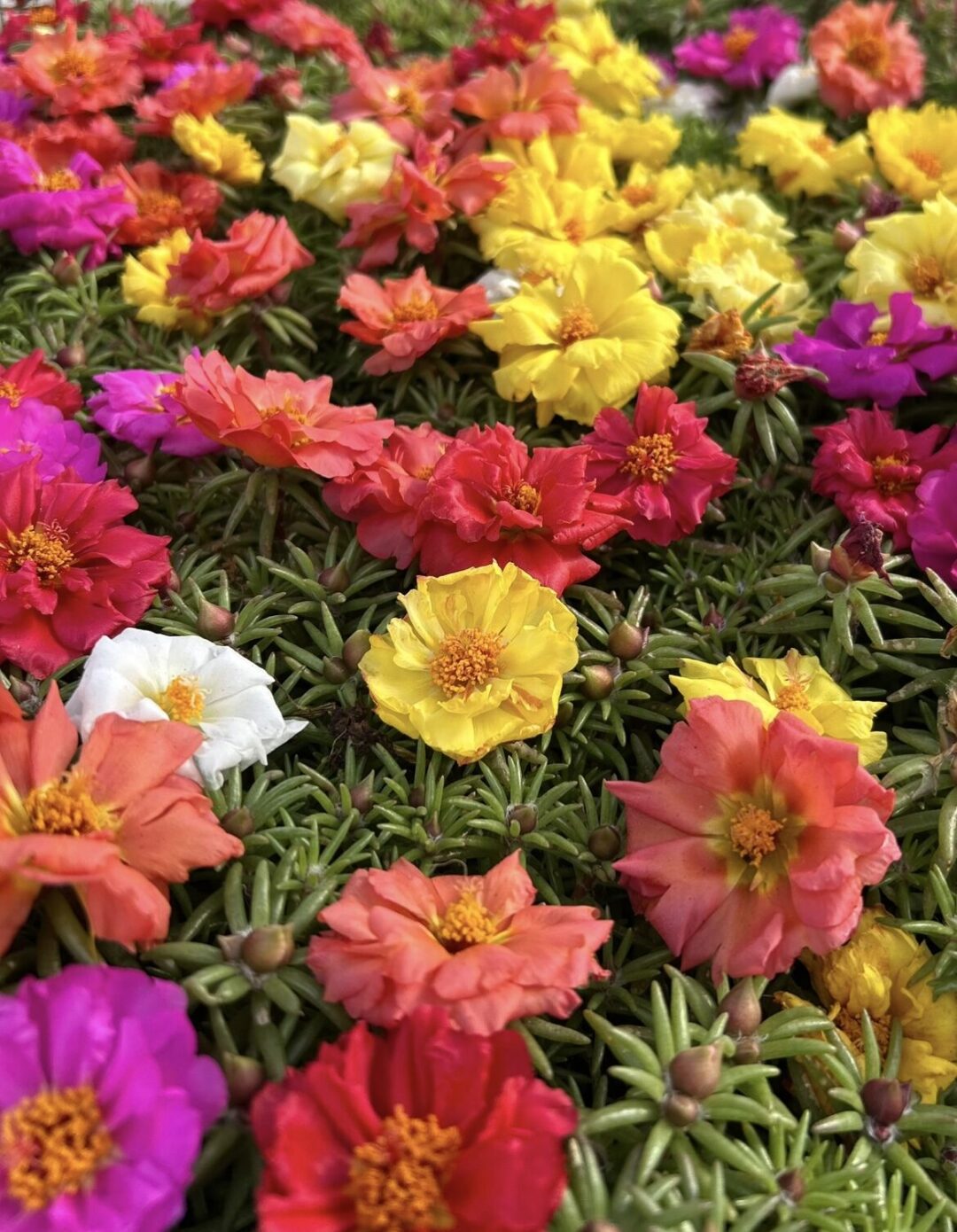 Moss Rose (Portuluca)