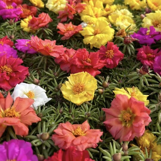 Moss Rose (Portuluca)