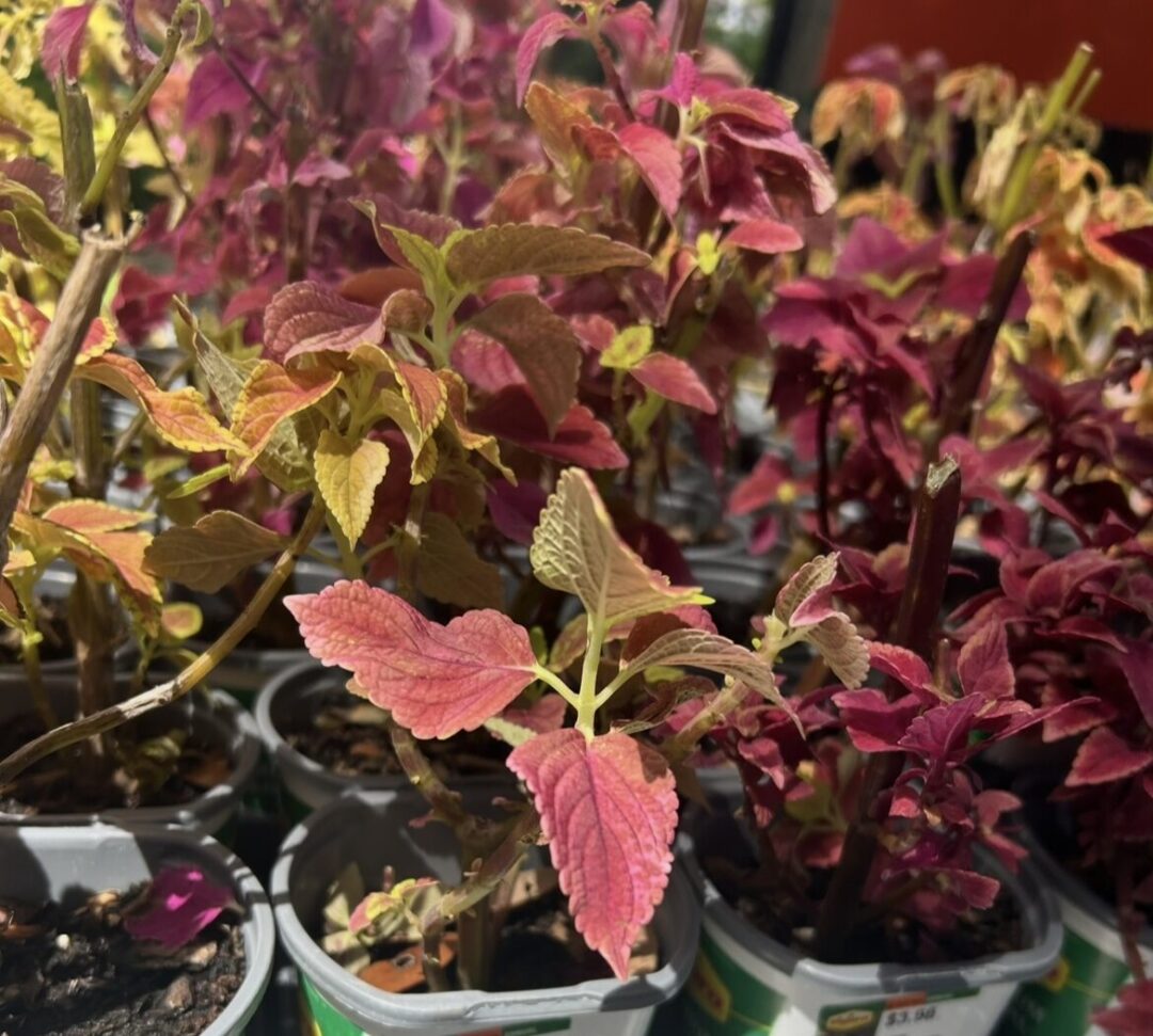 Coleus Vigoro (Pint)