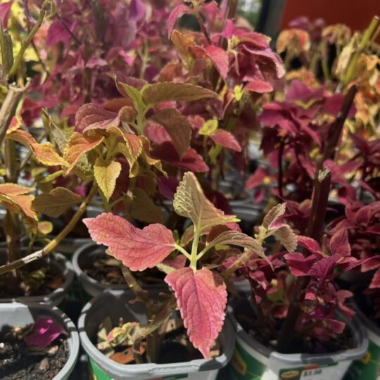 Coleus Vigoro (Pint)