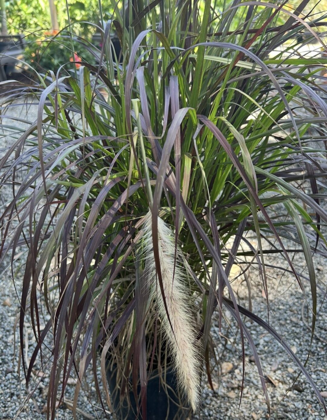 Muley Grass