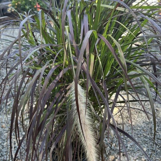 Muley Grass