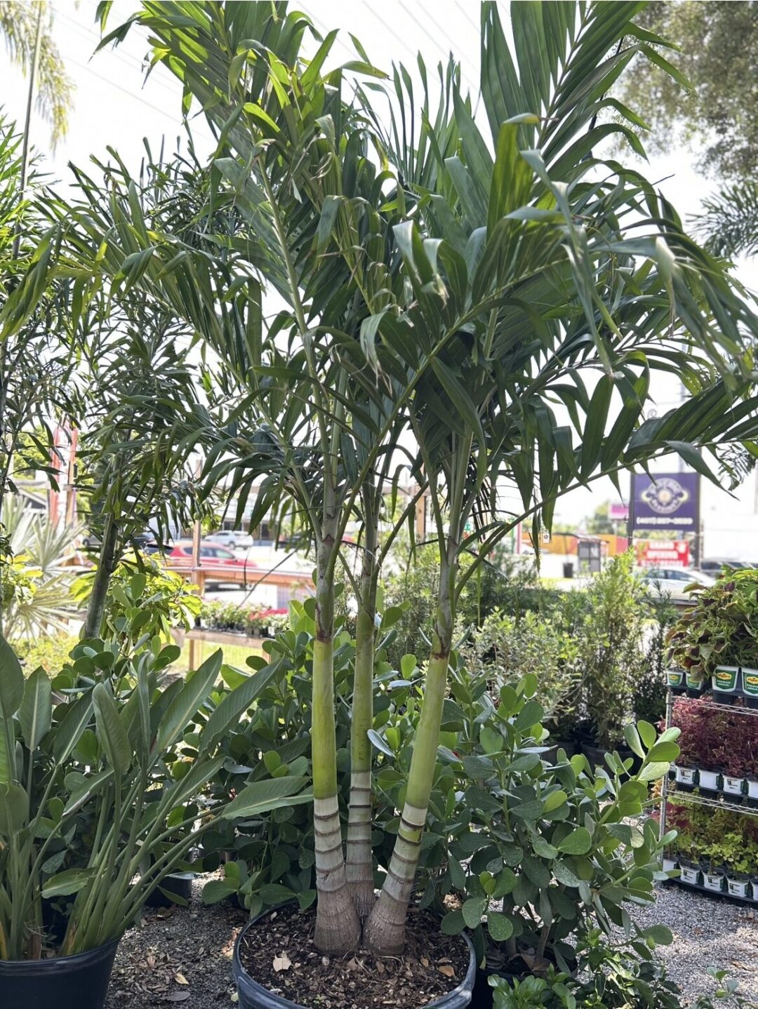 Foxtail Palm