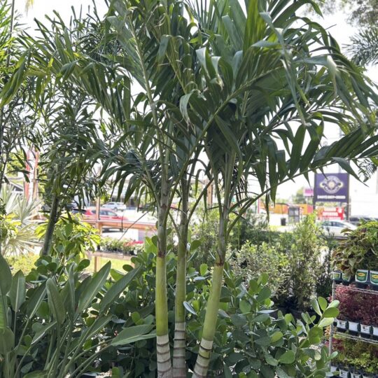 Foxtail Palm