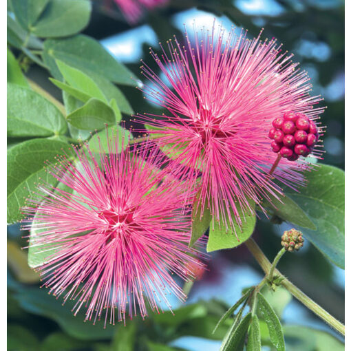 Pink Powder Puff Tree