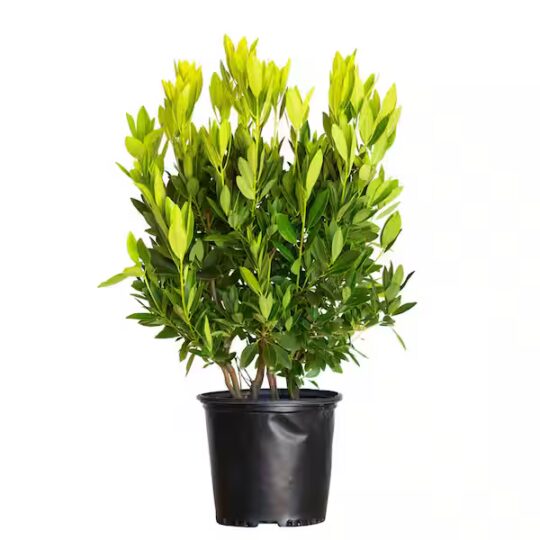 Anise