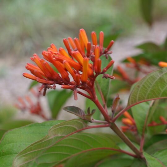 Firebush (3 Gal)
