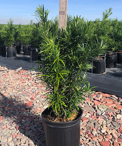 Podocarpus (7 Gal)