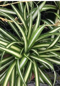 Spider Plant